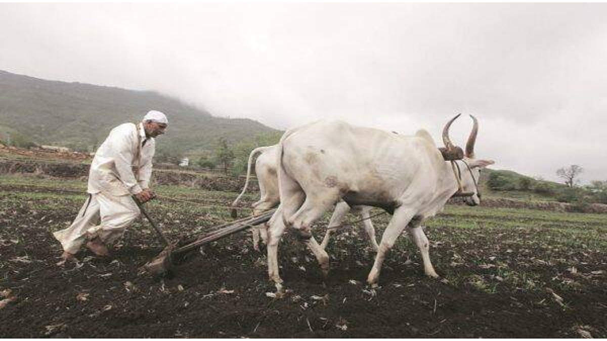मॉन्सून पूर्व कपाशीत आंतर मशागतीची लगबग