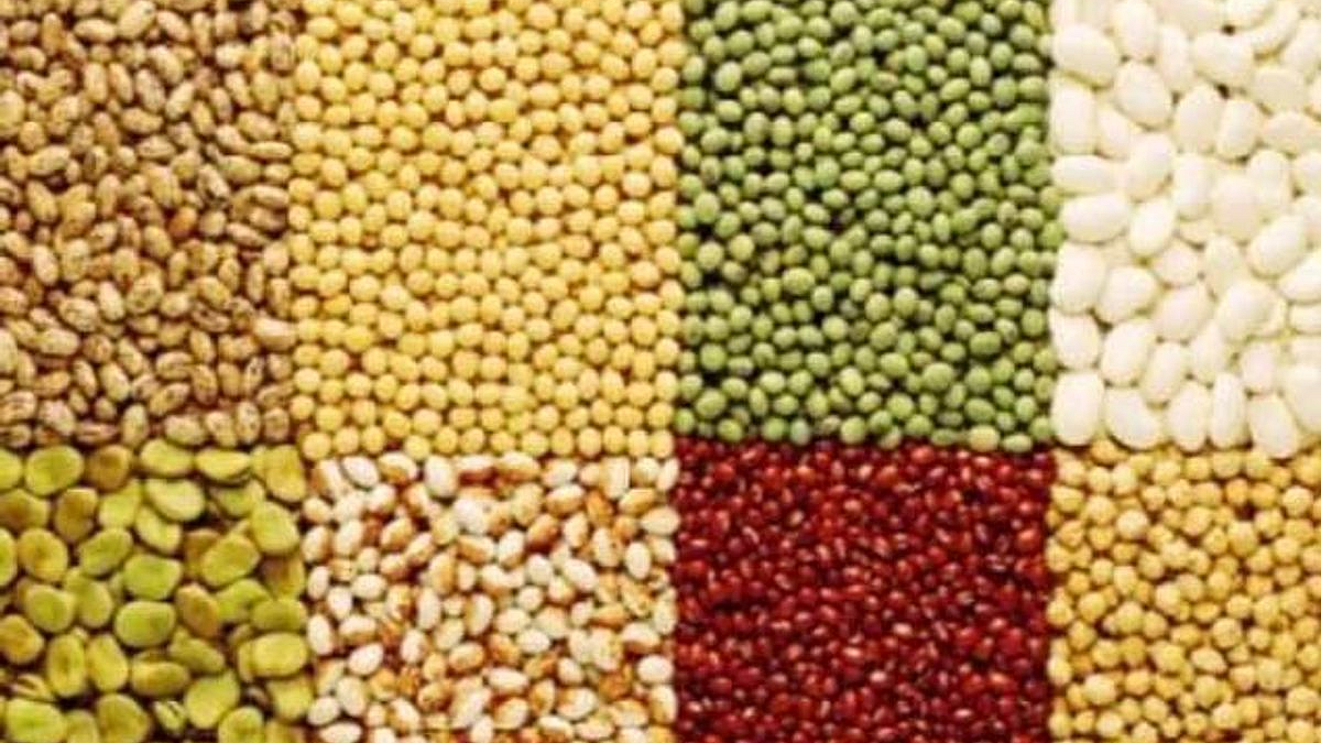 कडधान्याच्या क्षेत्रात घट होण्याची शक्यता