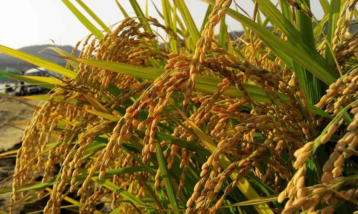 सर्वात मोठ्या वायदेबंदीचे नऊ महिने