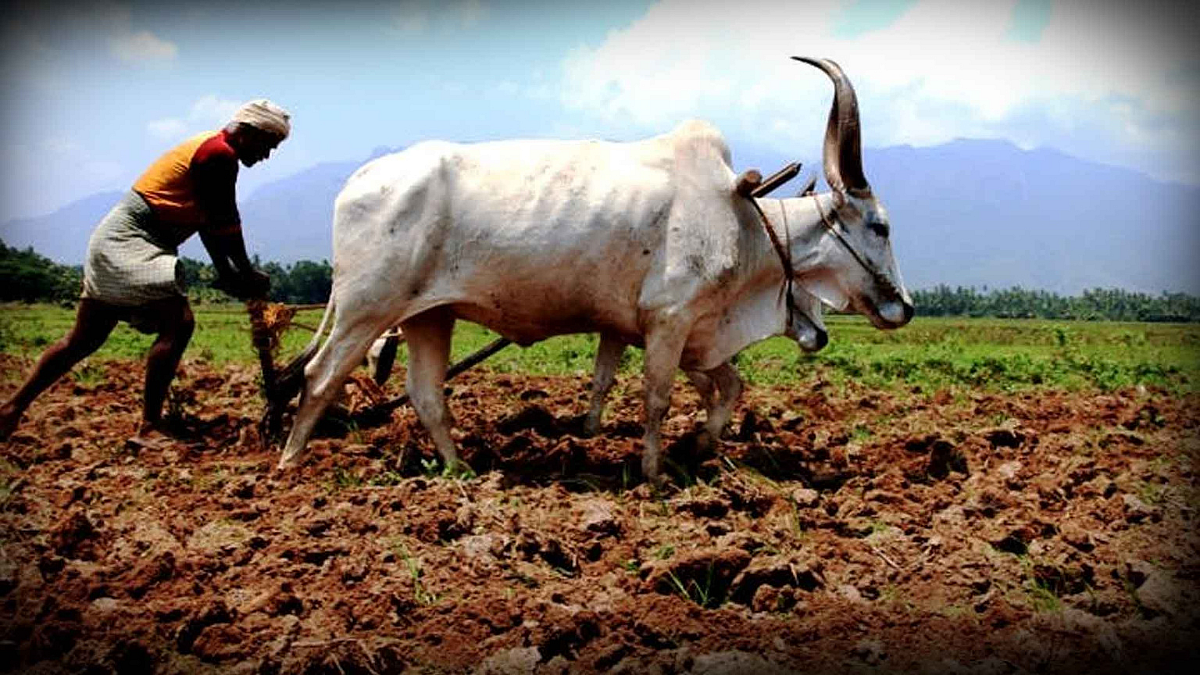 Farmer