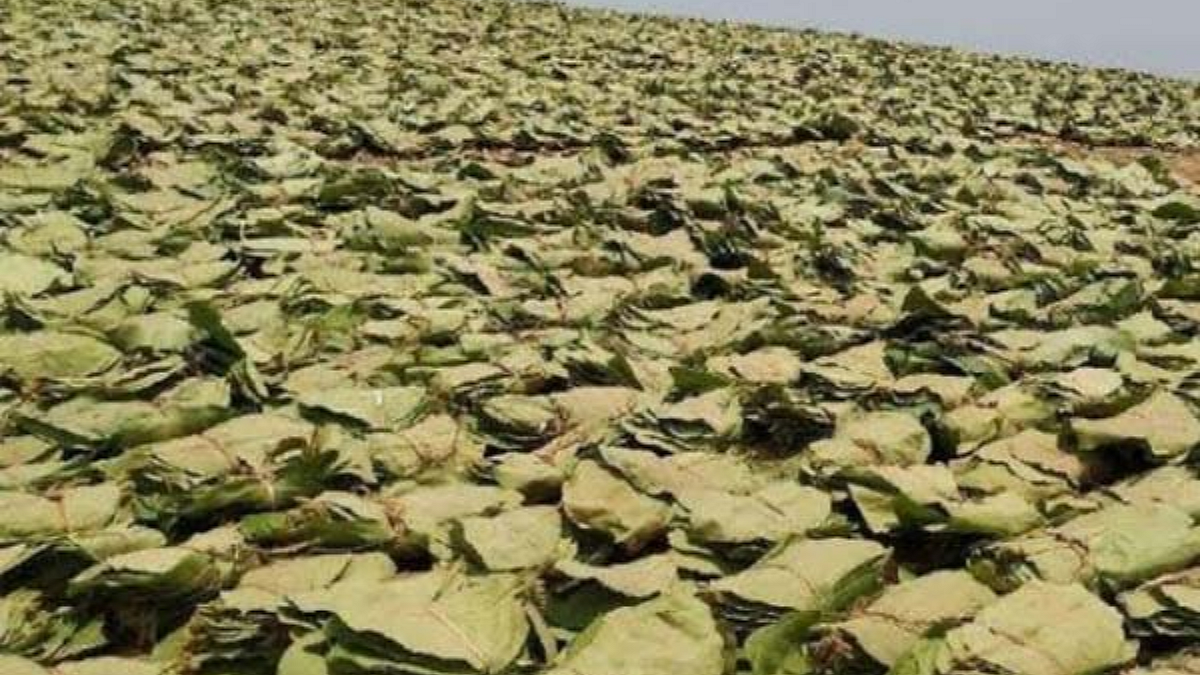 थकीत तेंदुपानाच्या बोनस वाटपाला वेग