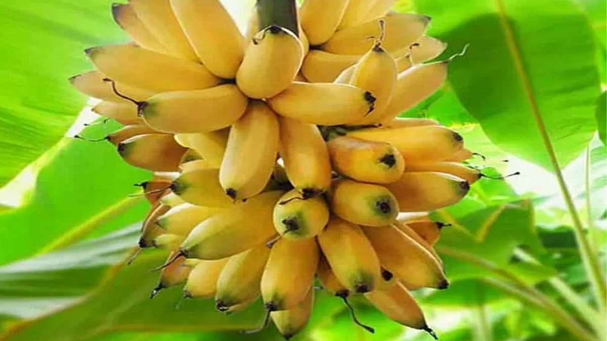 Banana Rate