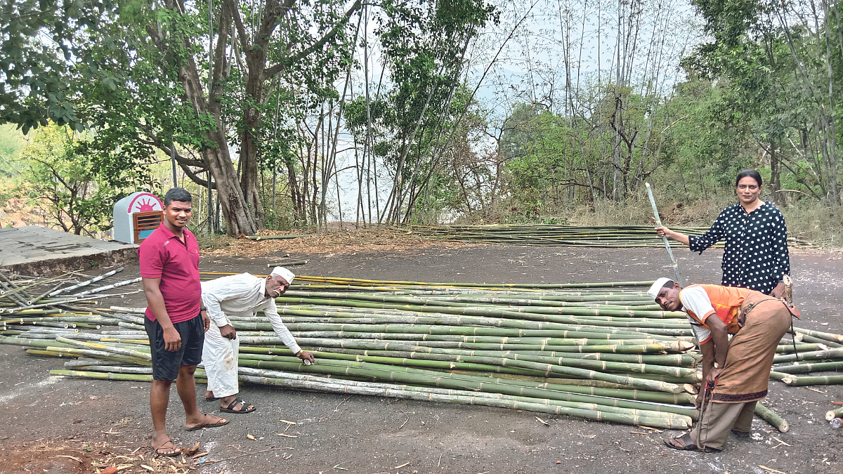Bamboo