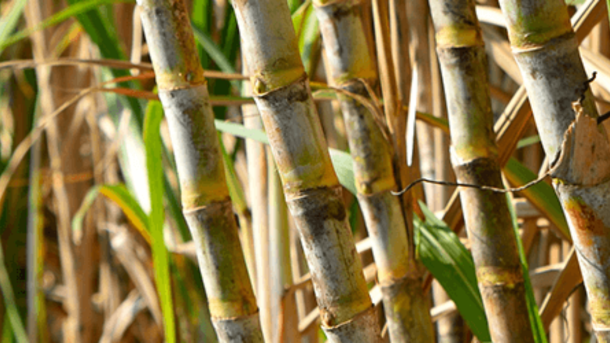 Sugarcane