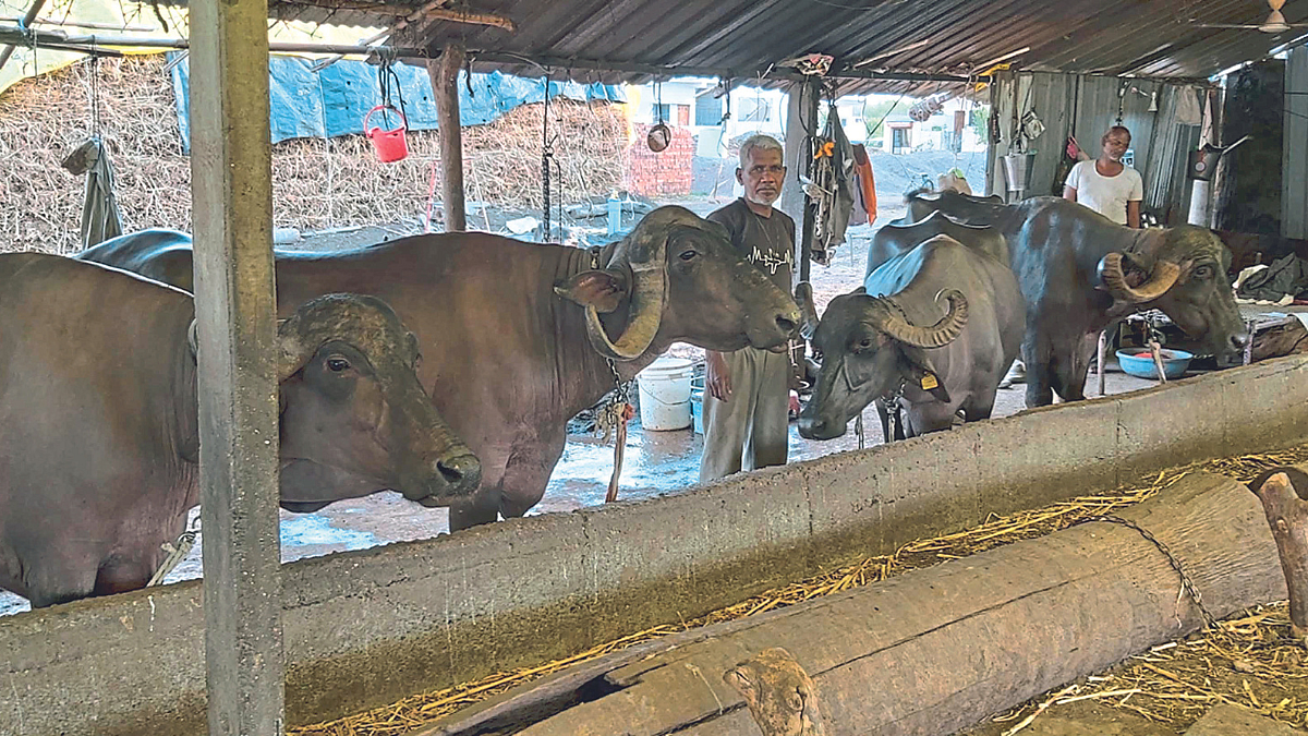 शेतमजुर बनला यशस्वी दुग्ध व्यावसायिक