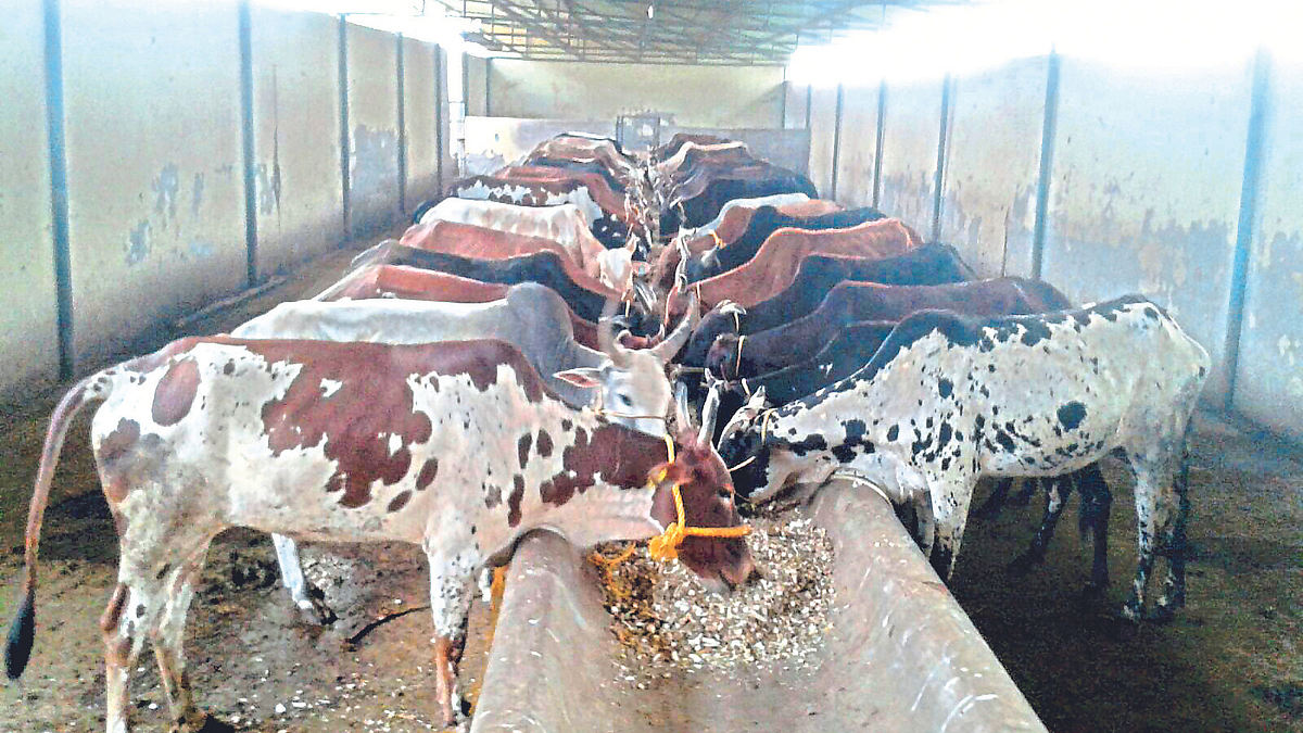भाकड गायी सोडून देणाऱ्या शेतकऱ्यांवर गुन्हे दाखल करणार