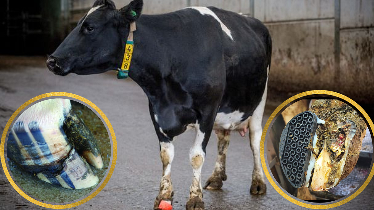 Hooves Management Of Animals