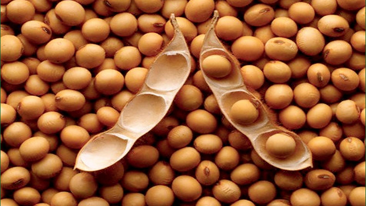 Soybean