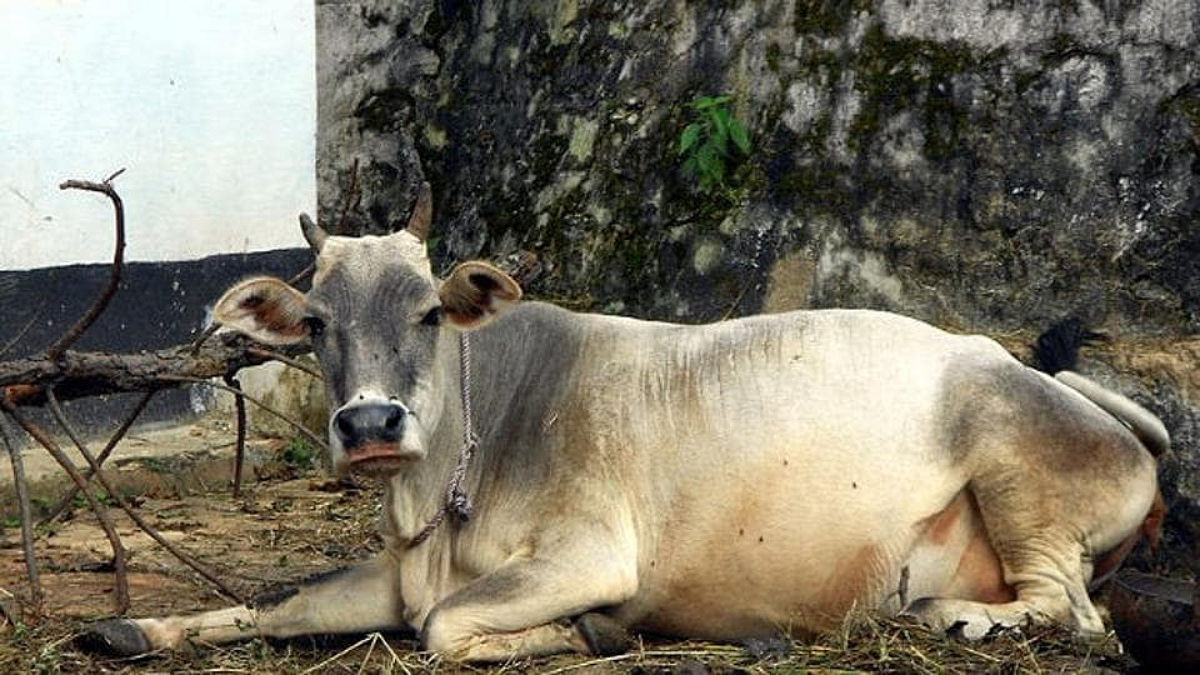 पुरात पशुधन वाहून गेल्यास पशुपालकांवर कारवाई