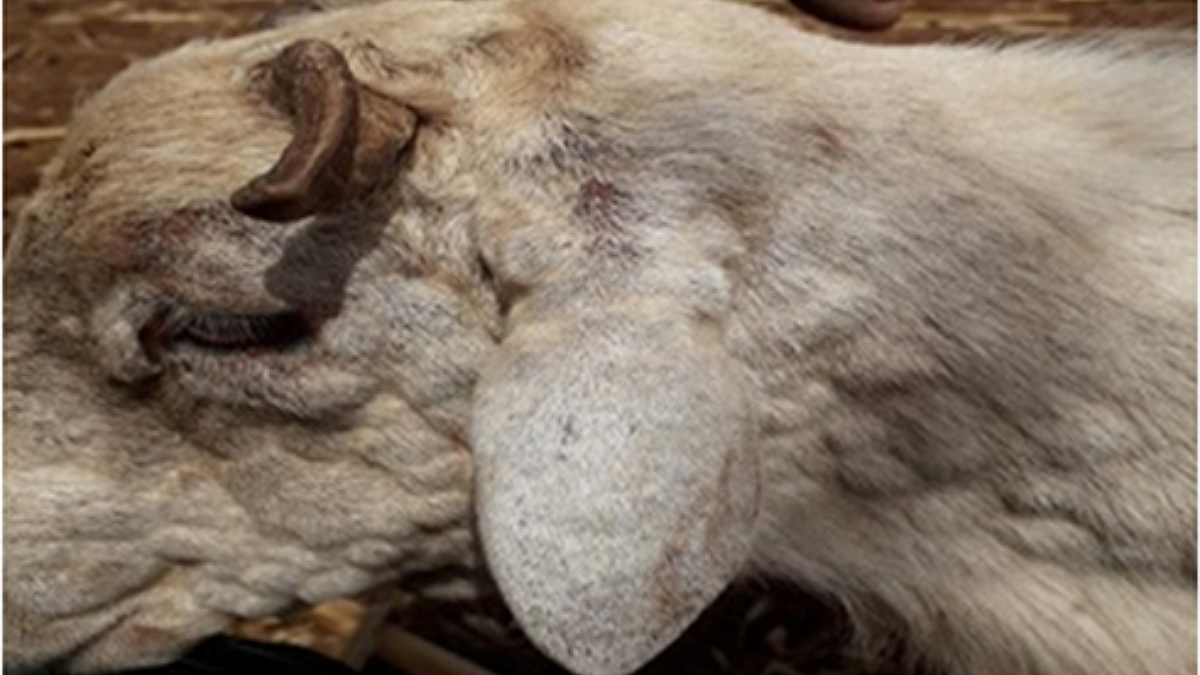 sheep - Goat Pox