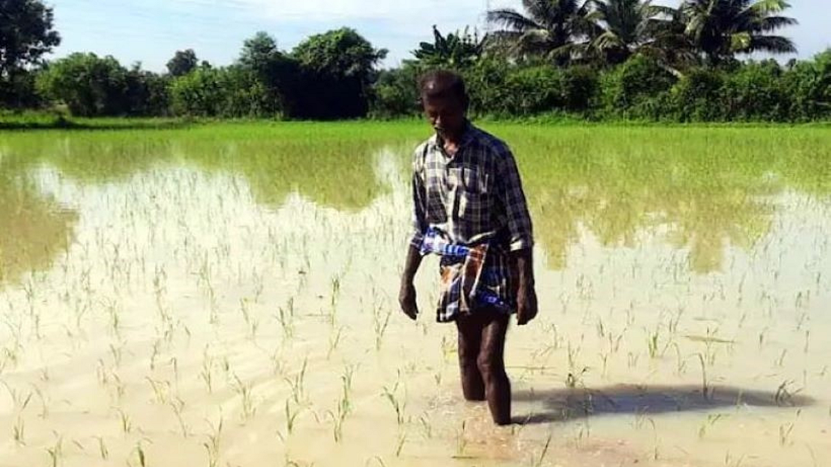 Crop Damagae