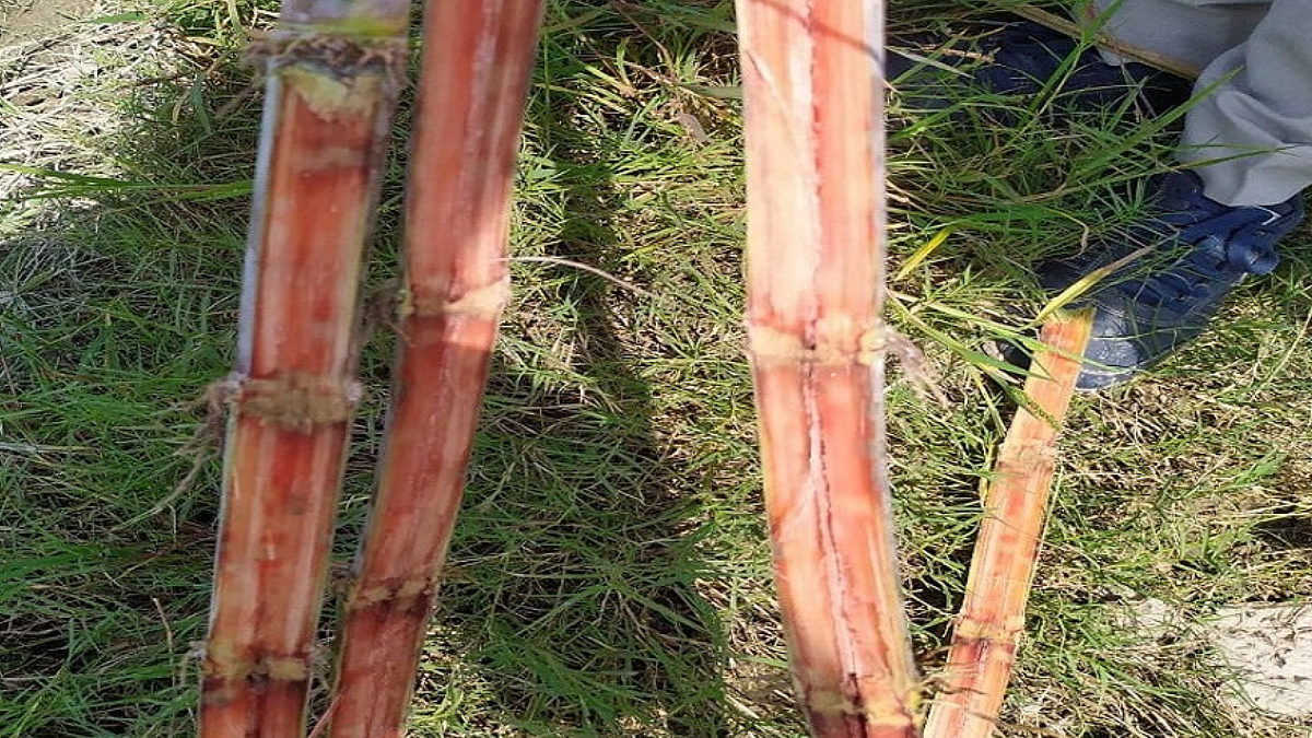 Red Rot Disease of Sugarcane Crop