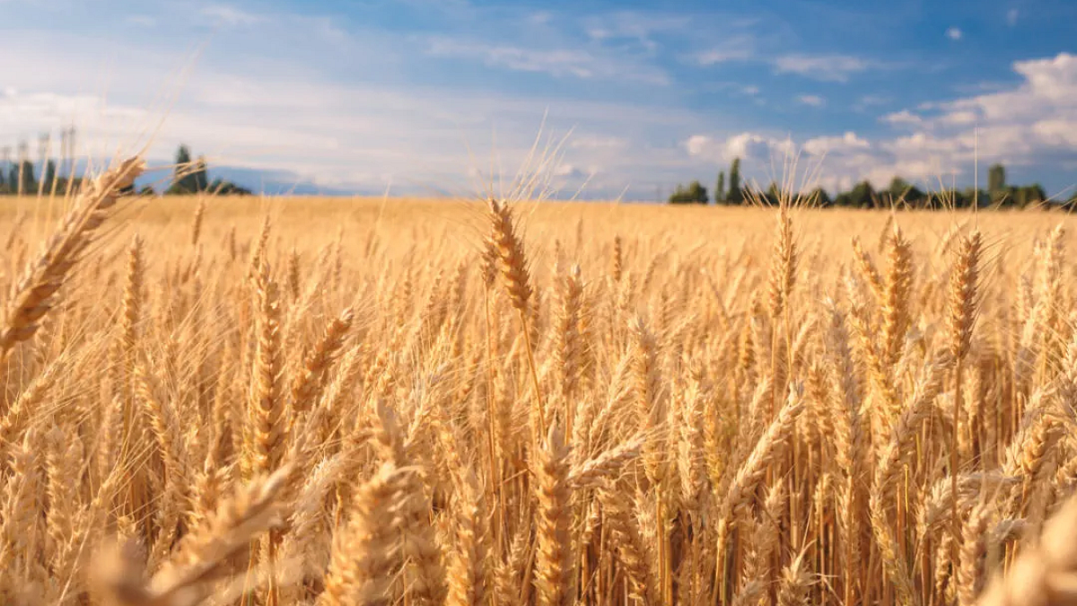 Wheat Production