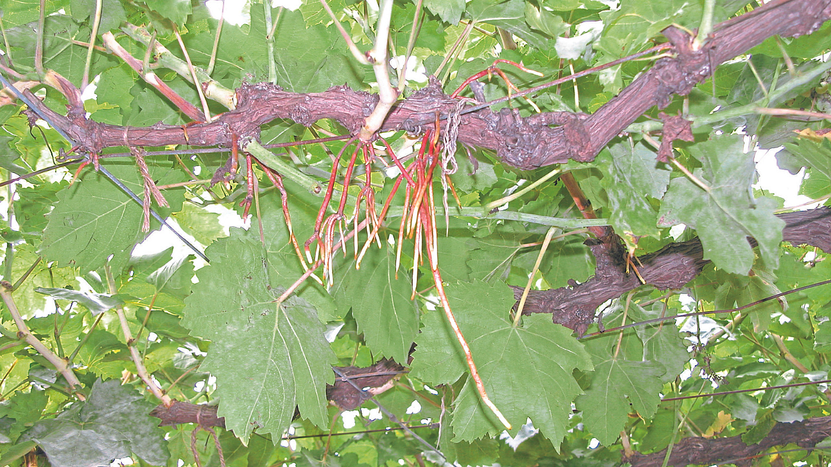 Grape