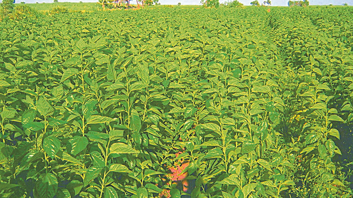 Silk Farming