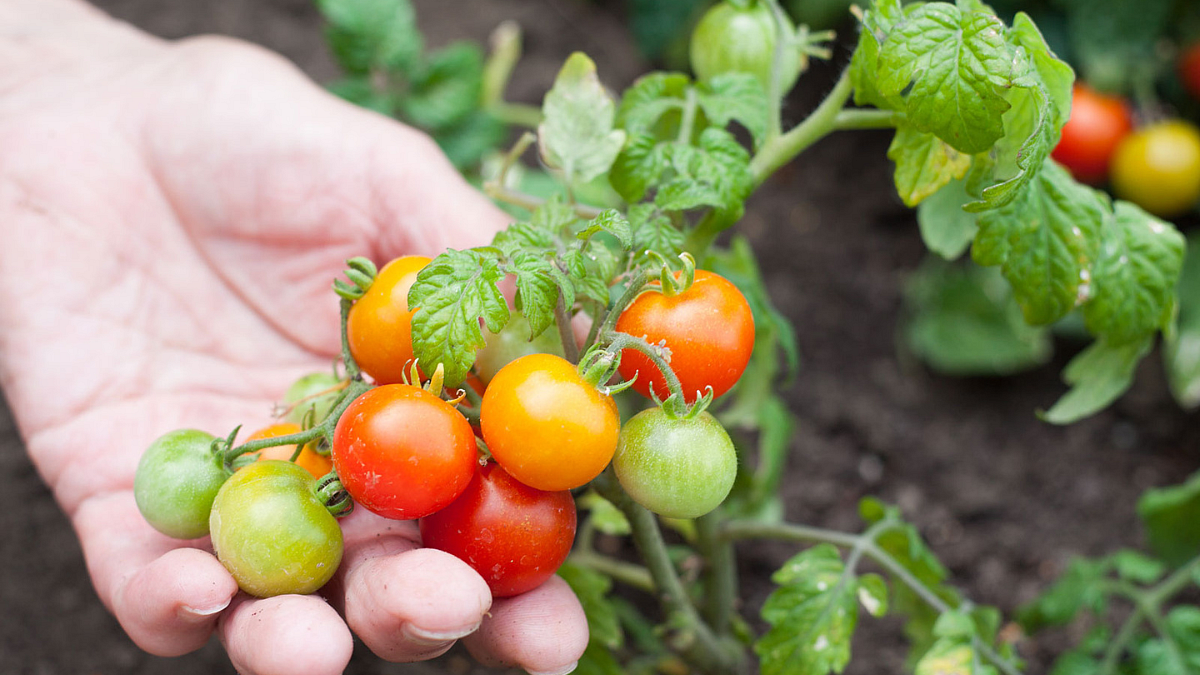 Toxin-free vegetables