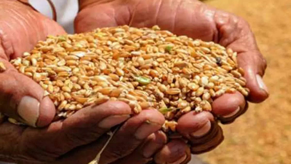 Wheat