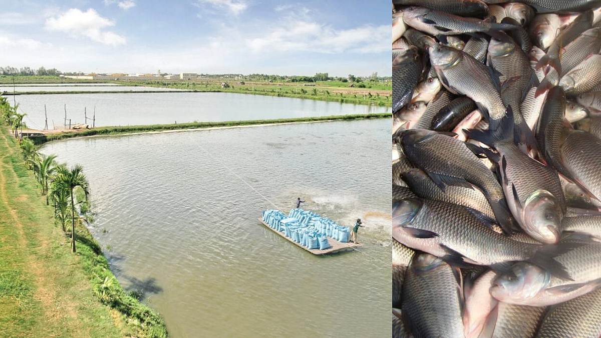 Fish Farming