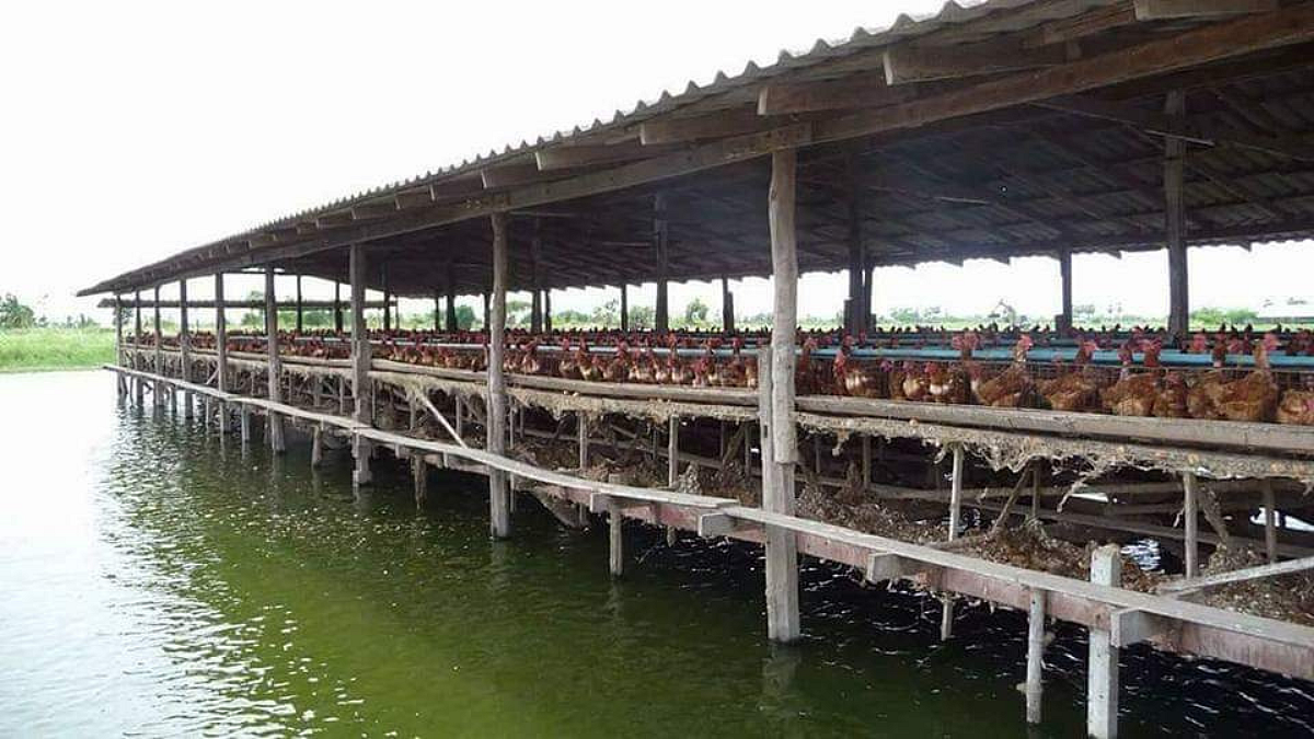 integrated aquaculture
