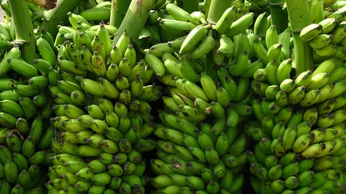 Banana Rate