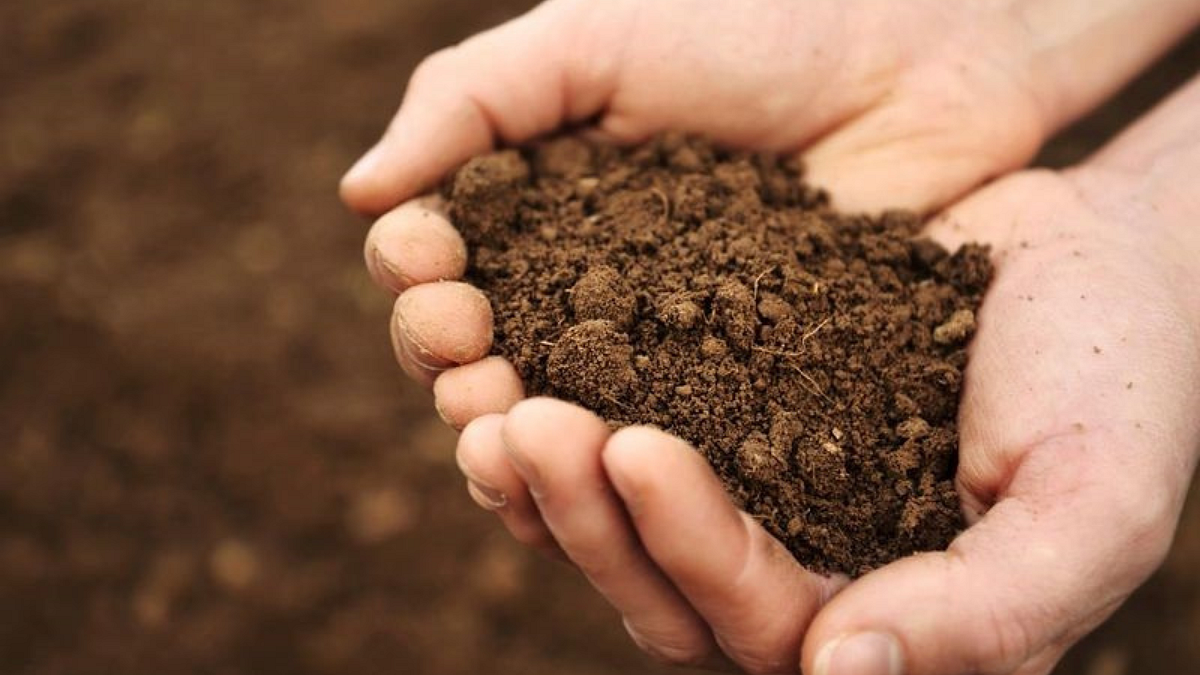 Organic Carbon