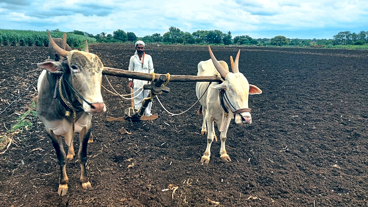 Khillar Bull