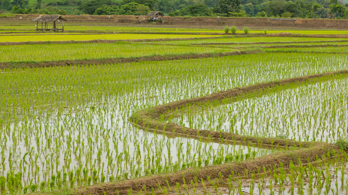 Agriculture Department