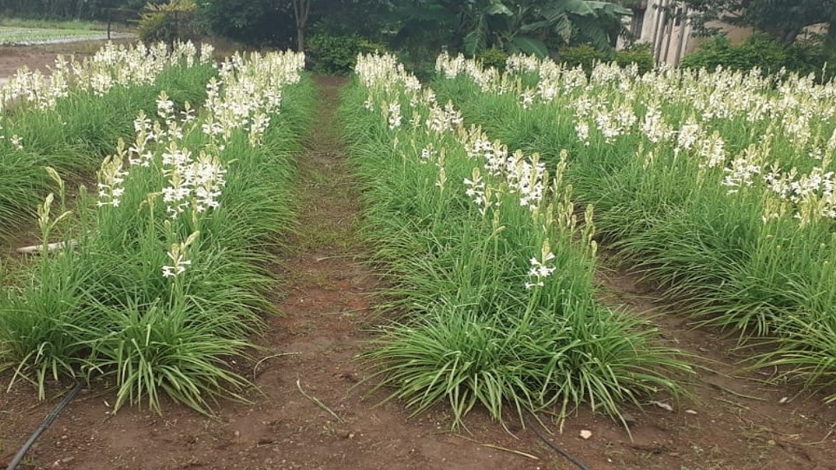 Tuberose Cultivation