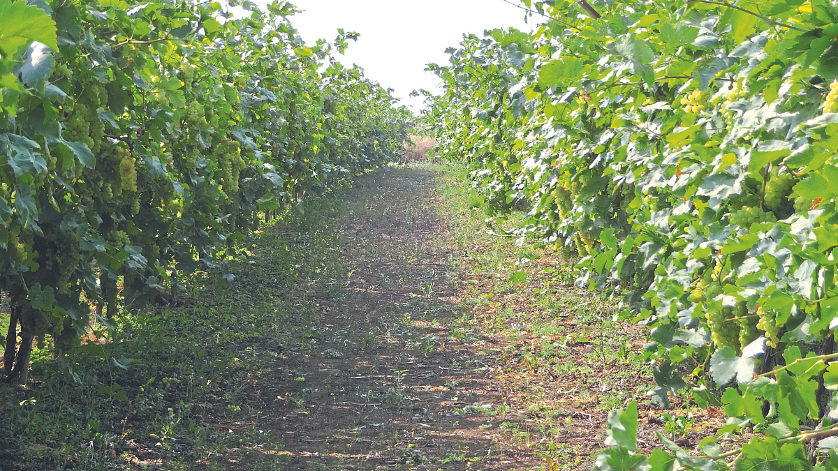 Fruit Crop