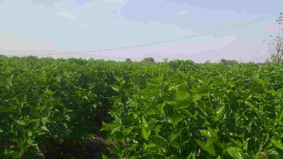 Sericulture