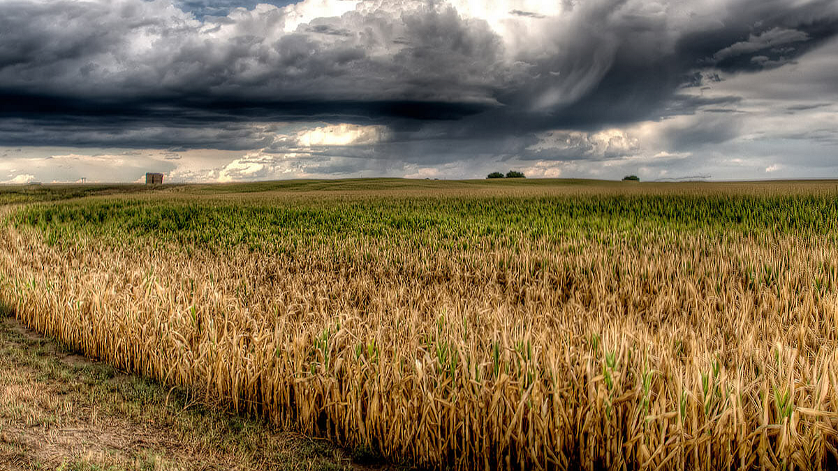 Rainfall