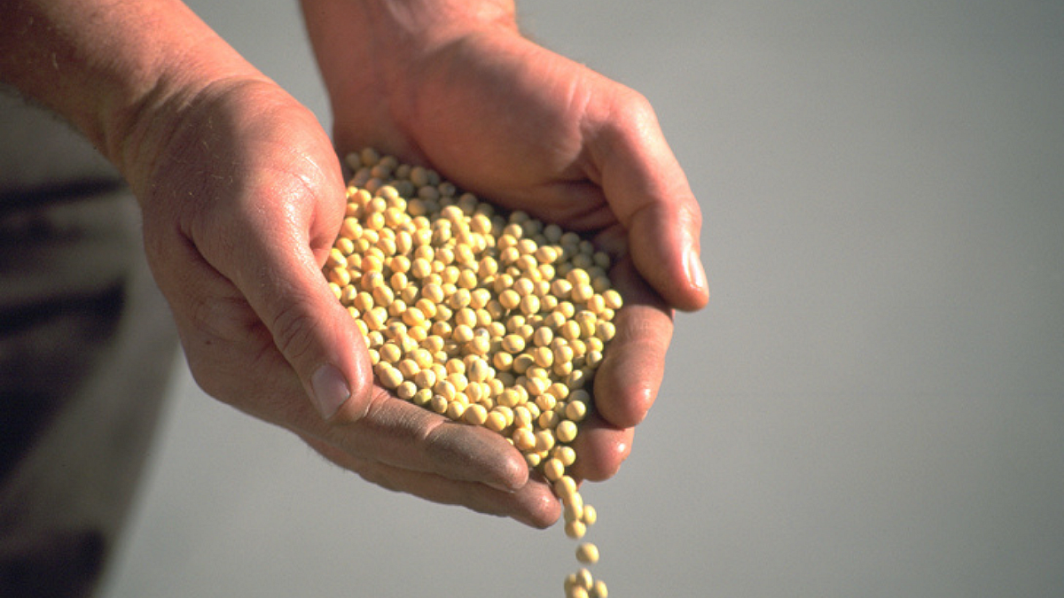 Seed Treatment