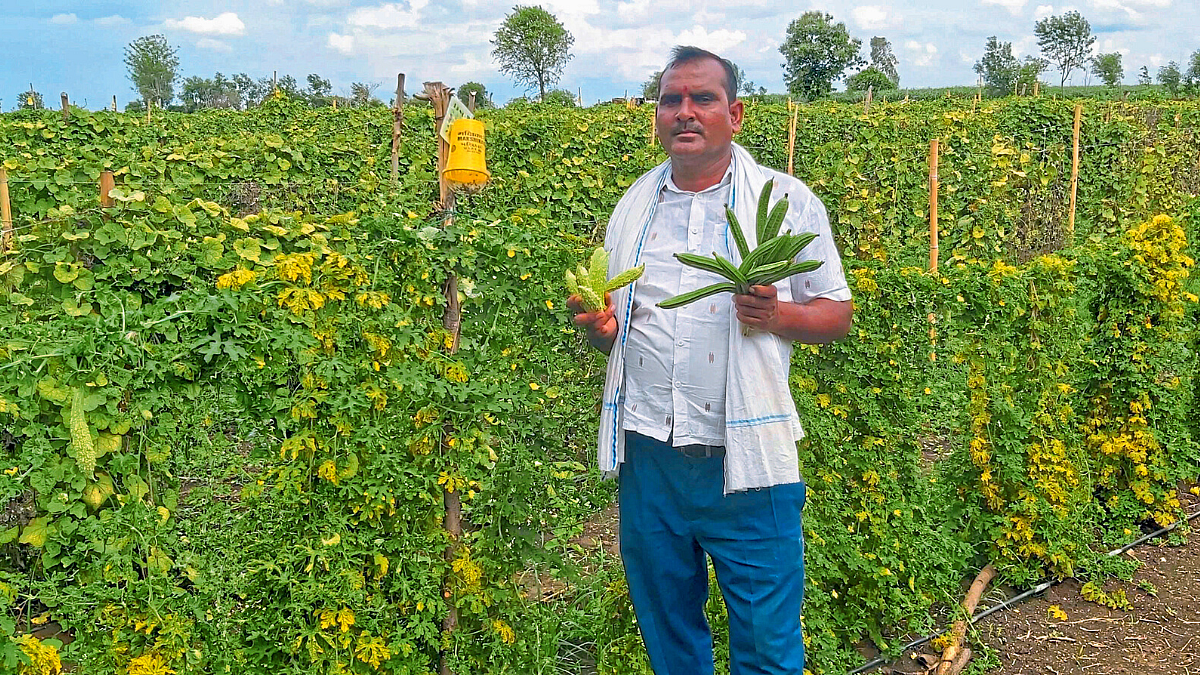 Vegetable Production