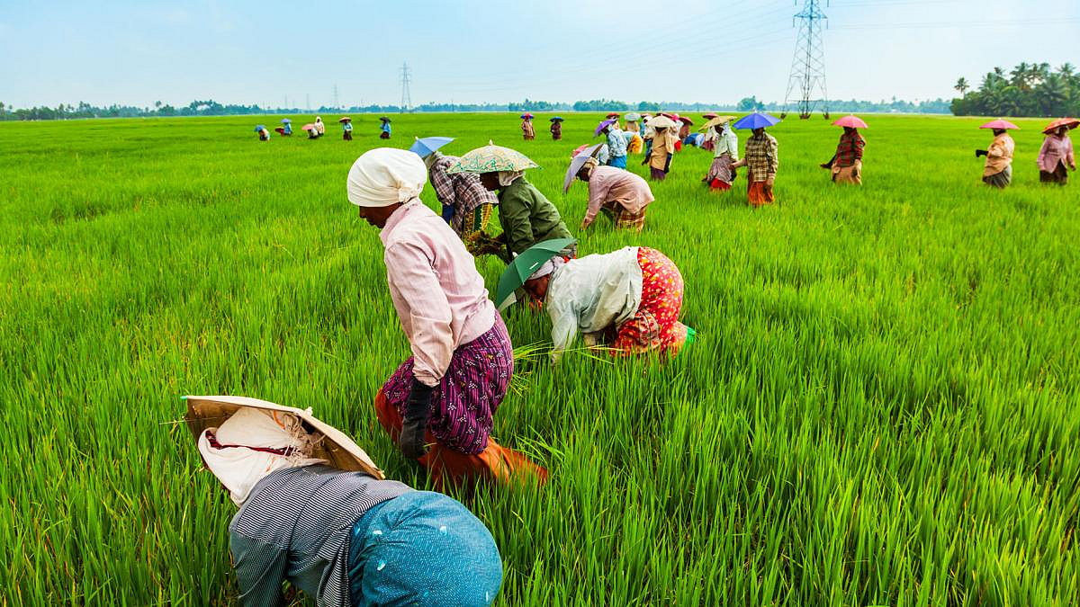 Agricultural Census