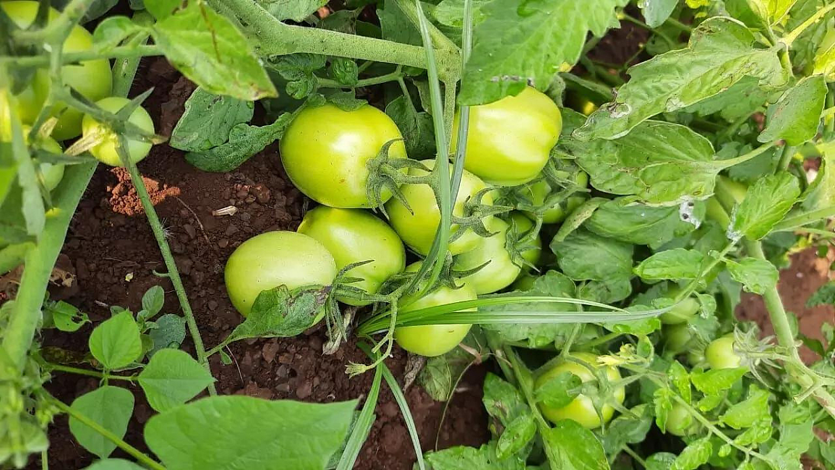 Vegetable