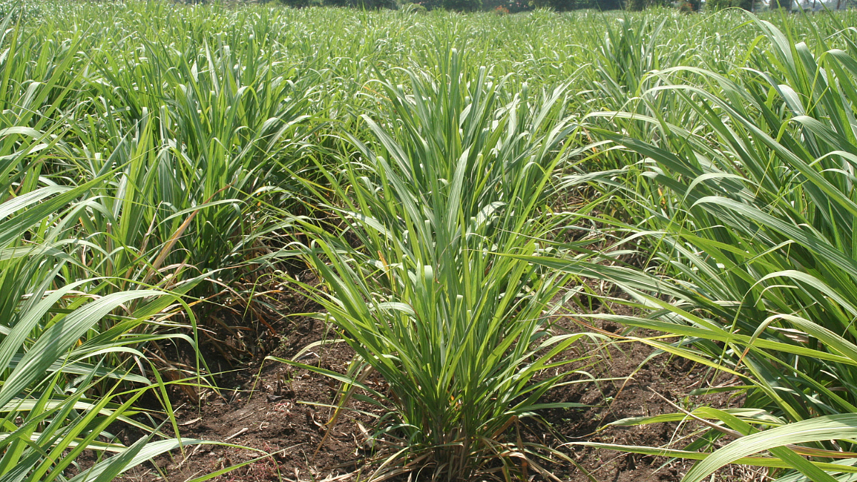 Sugarcane Cultivation