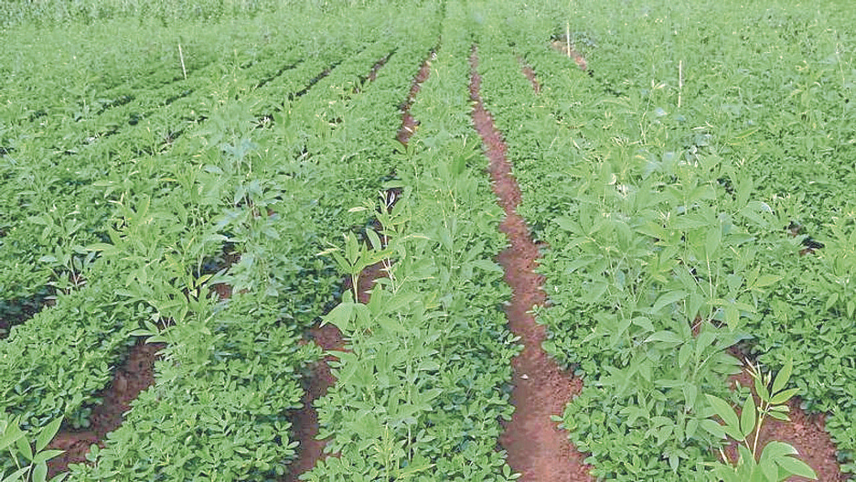 Tur Sowing