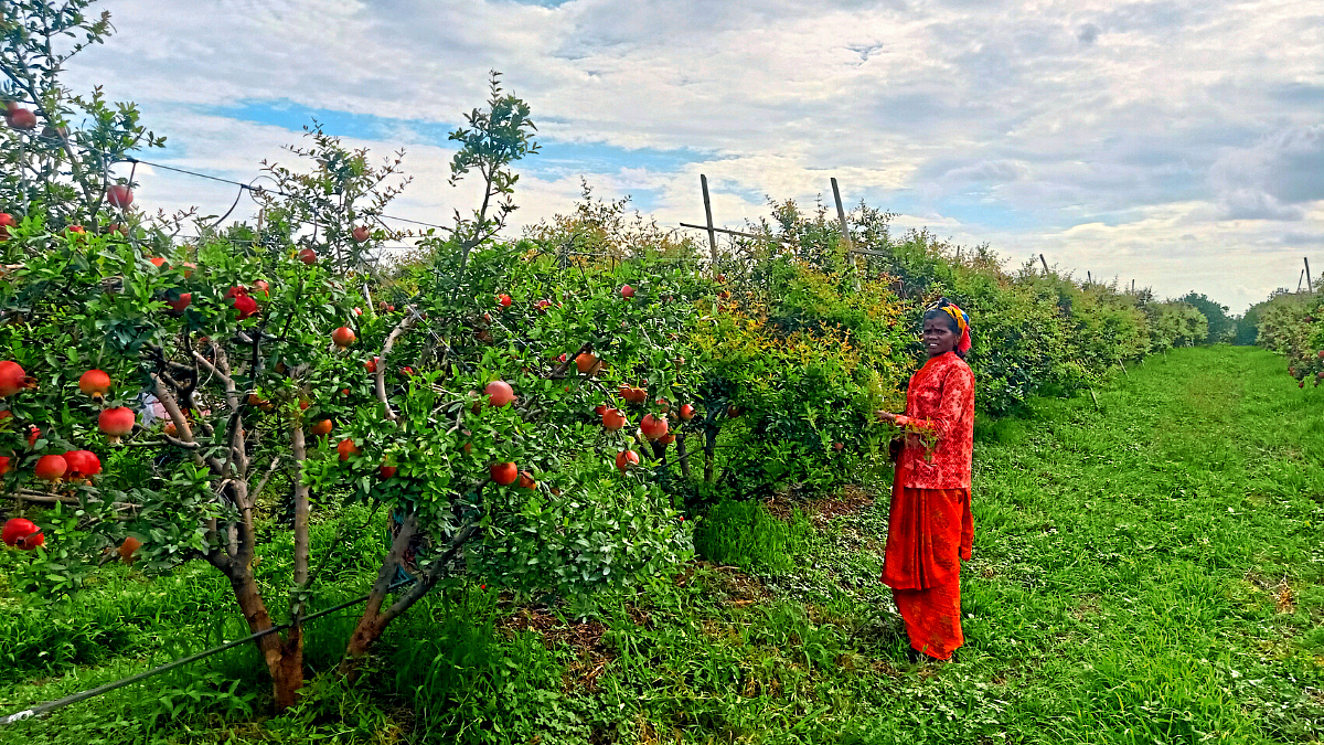 Pomegranate