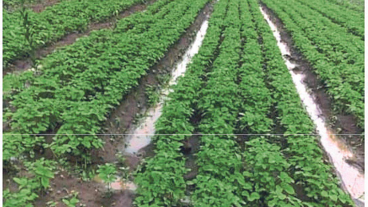 Soybean