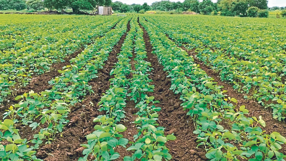 BBF Soybean