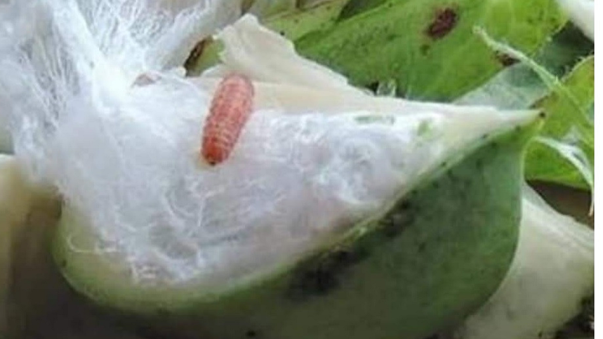 Pink Bollworm