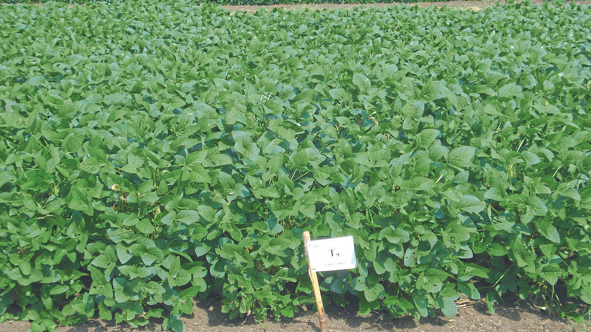 Fertilizer