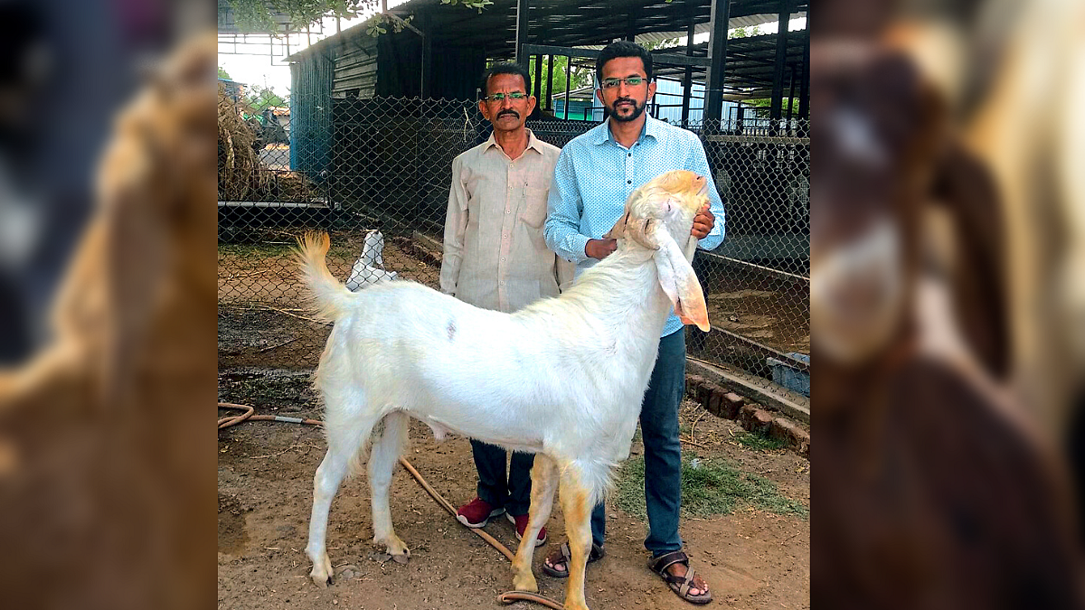 Goat Farming