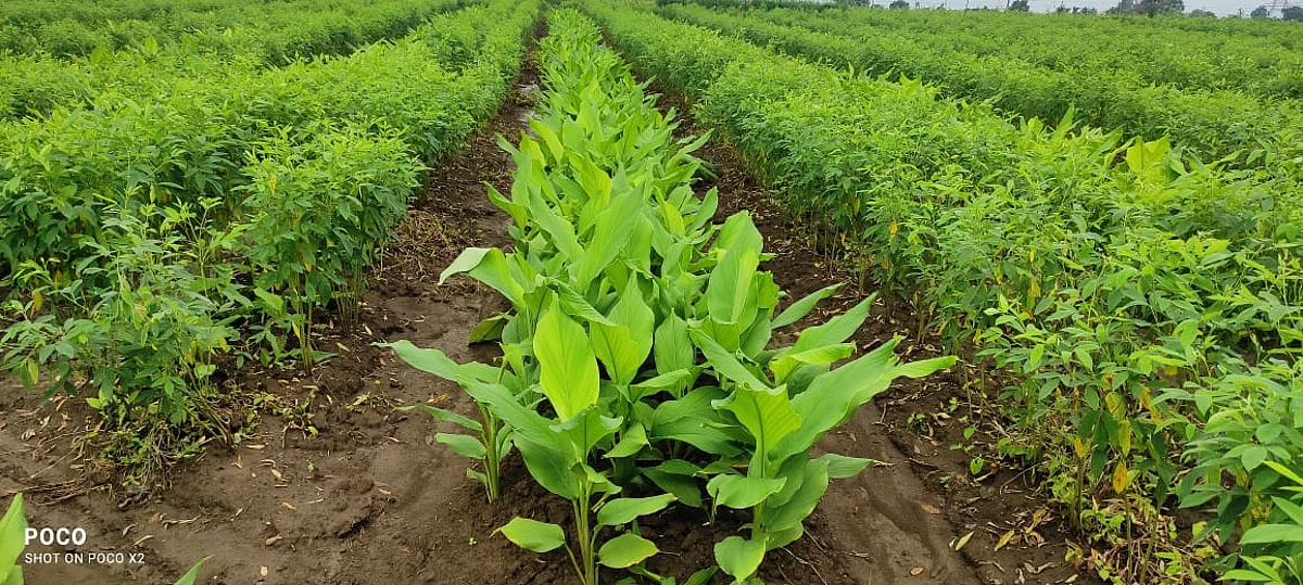 Turmeric