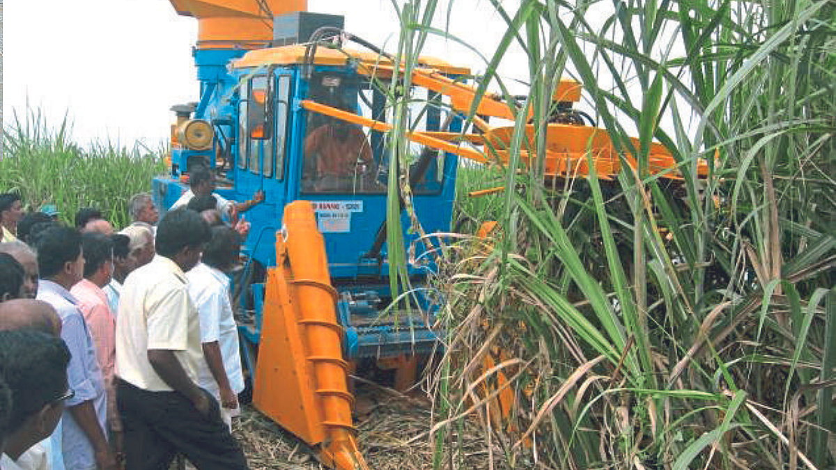 Sugarcane Harvesting