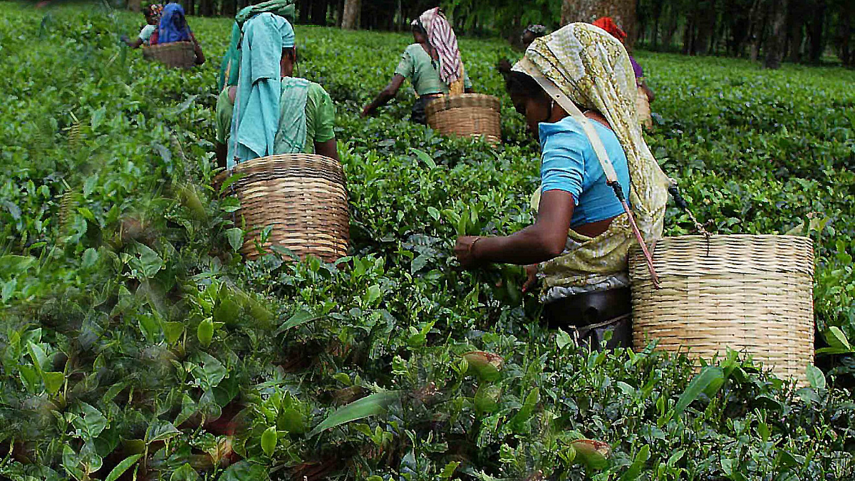 Sustainable Farming