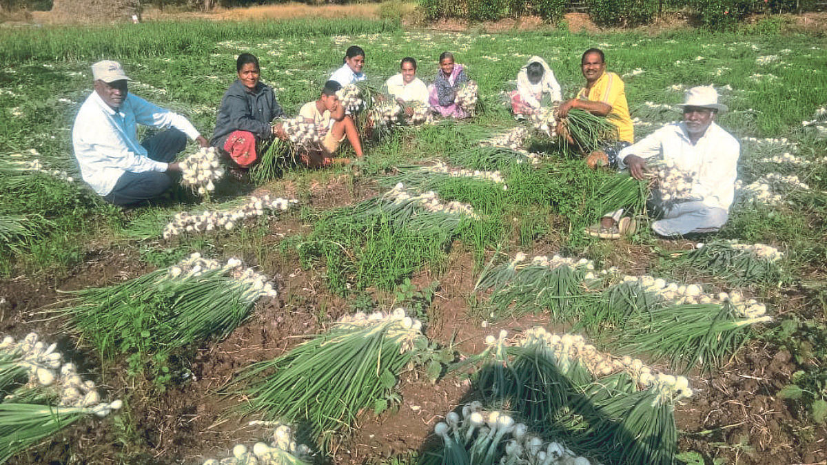White Onion