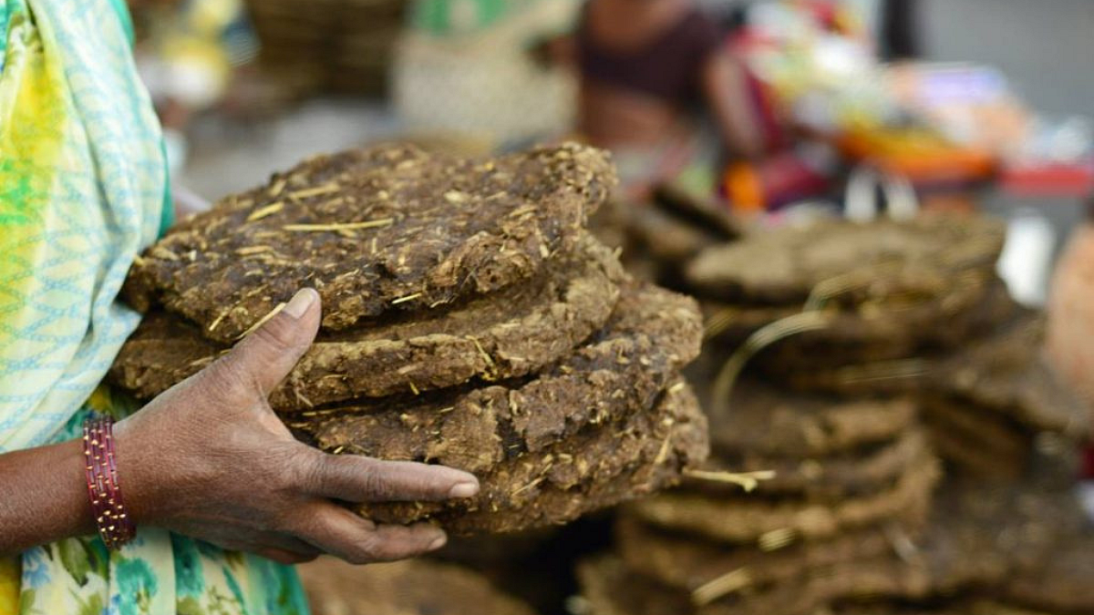 Cow Dung