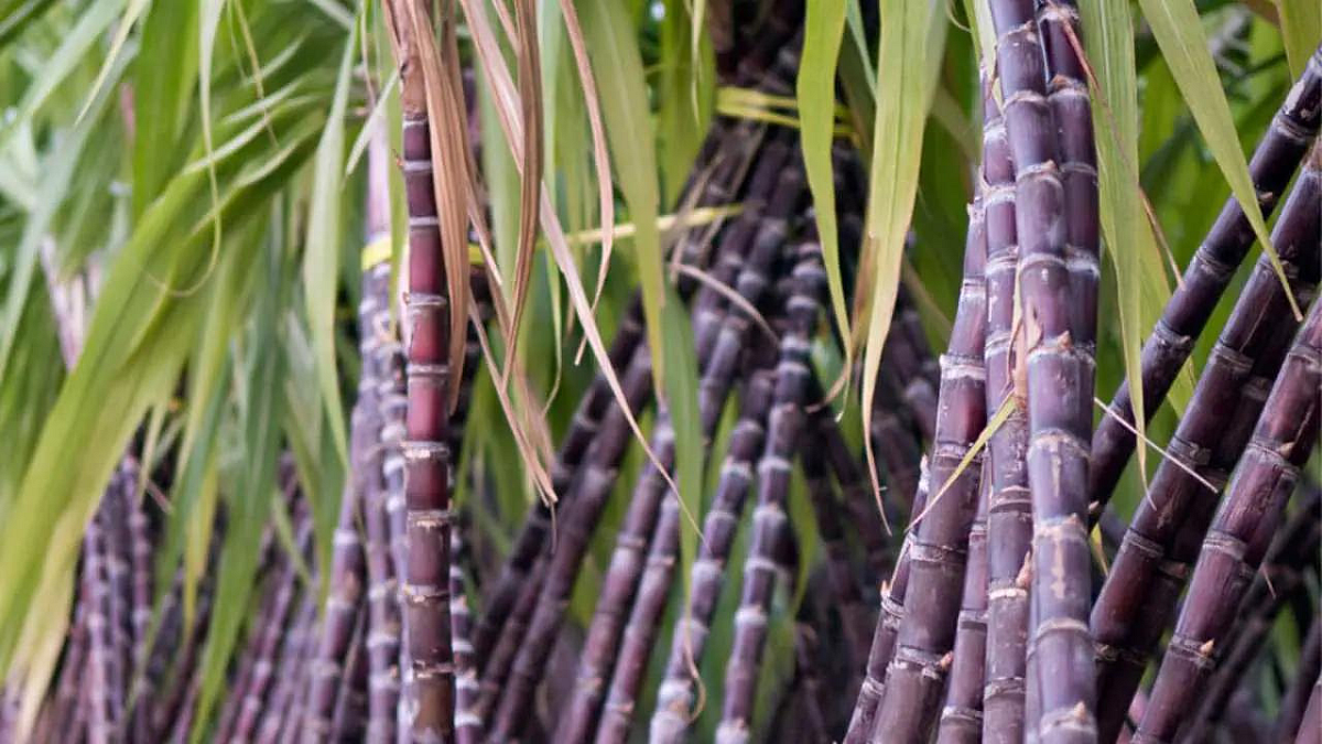 Sugarcane