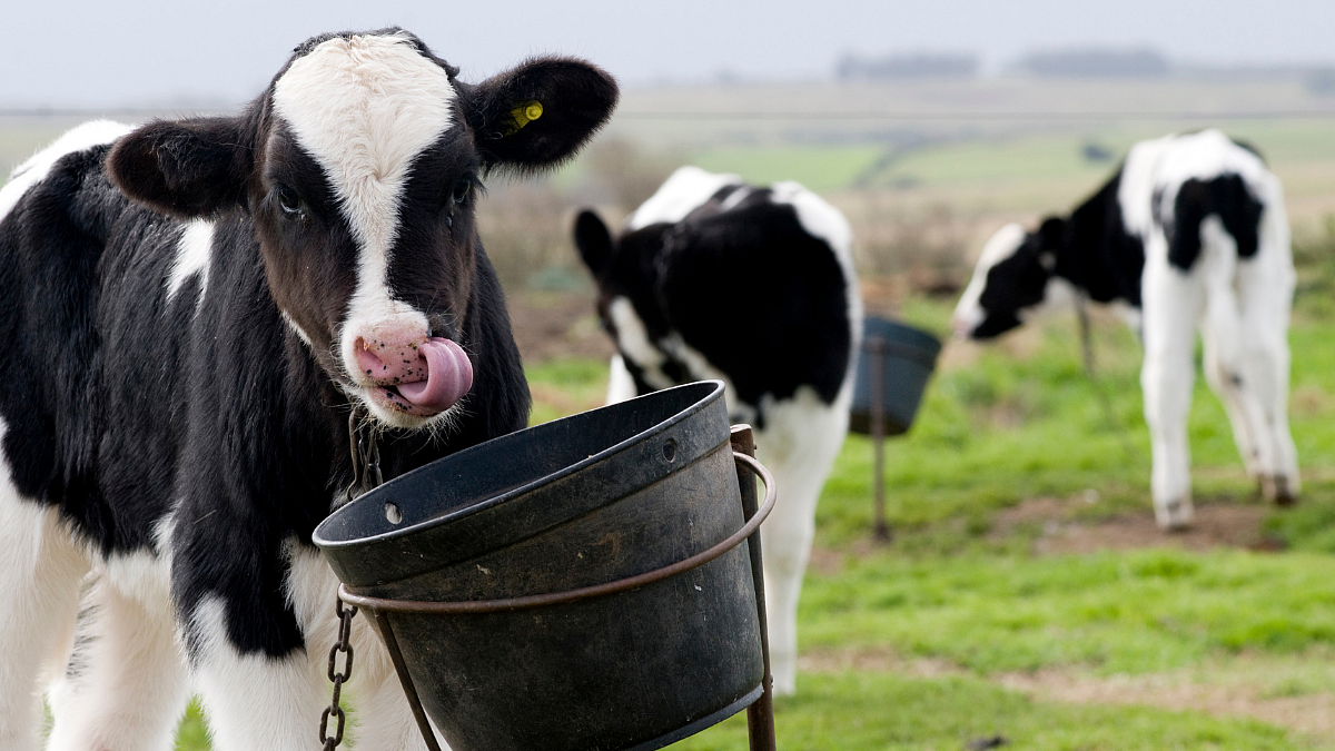 Care of a newborn calf after calving of cow.